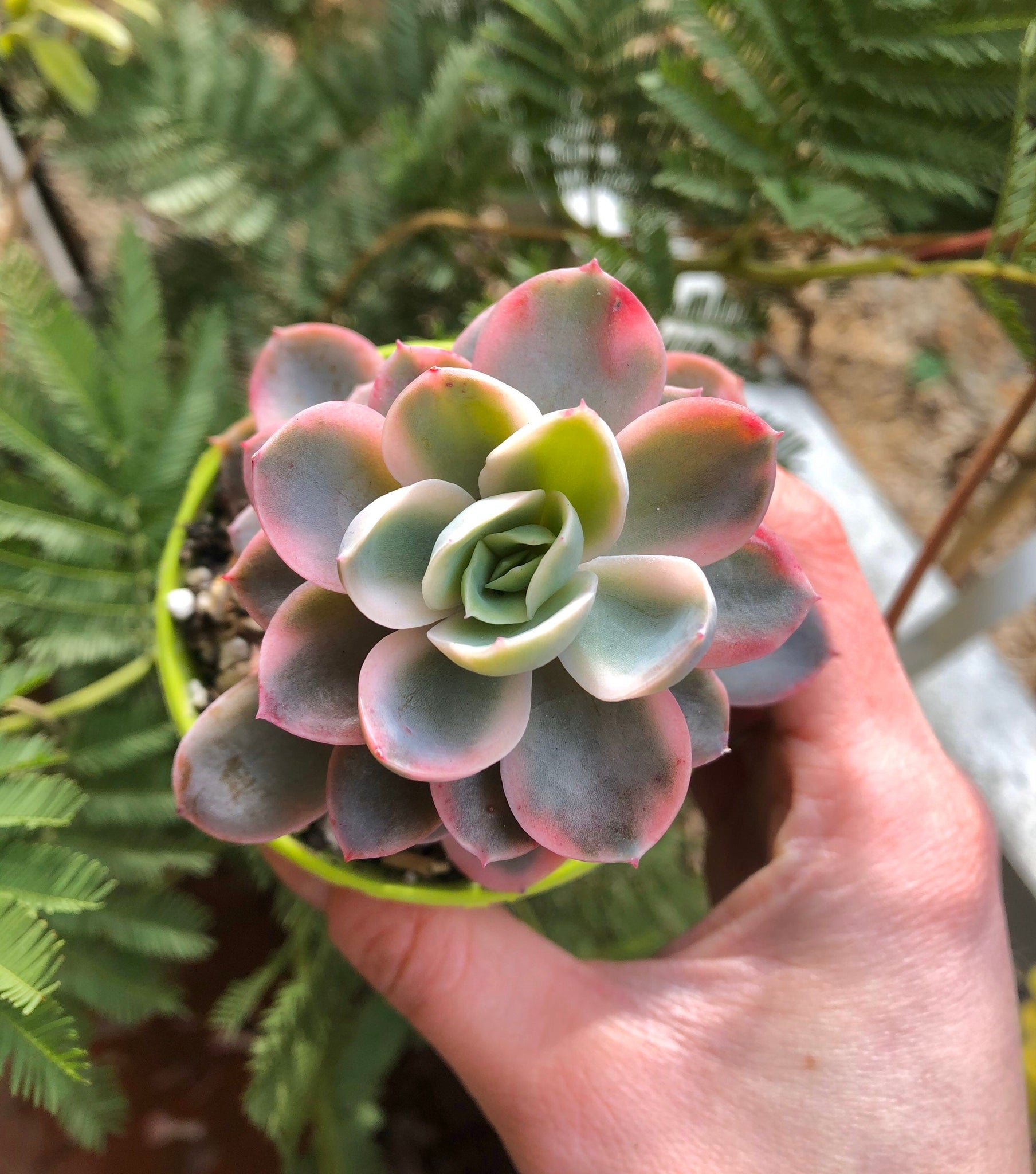 succulent green and pink Echeveria Pink Vera Variegata