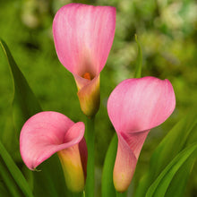 Load image into Gallery viewer, Calla Lily &quot;Pillow Talk&quot;
