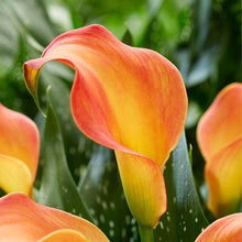 Load image into Gallery viewer, Calla Lily &quot;Morning Sun&quot;
