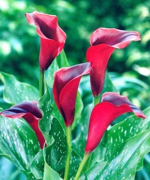 california lily flower Calla Lily "California Red" (syn. Callafornia red | Zantedeschia, Arum Lillies)