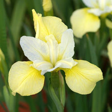 Load image into Gallery viewer, Iris sibirica &#39;Butter and Sugar&#39; rhizome/bulb
