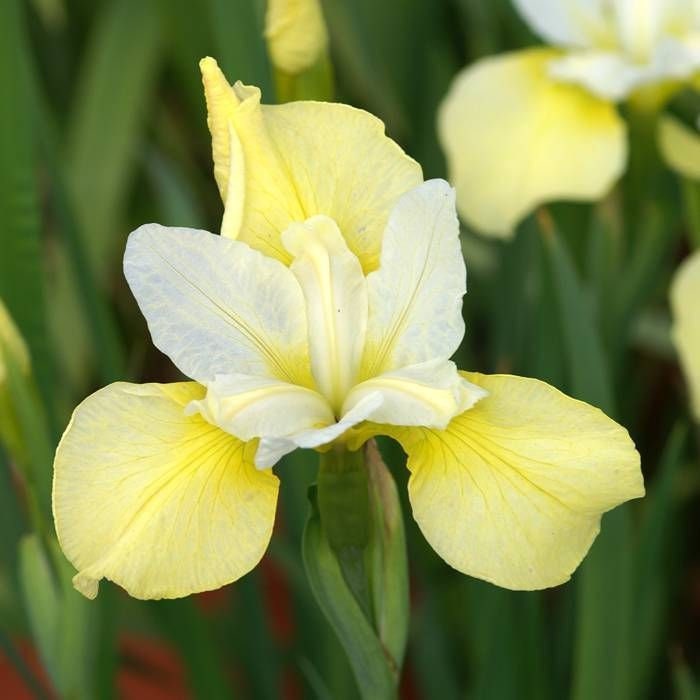 Iris sibirica 'Butter and Sugar' rhizome/bulb