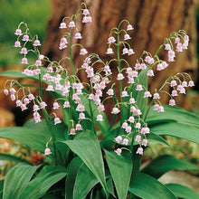 Charger l&#39;image dans la galerie, pink lily of the valley - Convallaria majalis &#39;Rosea&#39; showcasing delicate pink blooms of the &#39;Rosea&#39; variety of Lily of the Valley, adding a romantic touch to gardens or bouquets.
