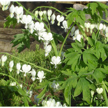 Load image into Gallery viewer, White Bleeding Hearts plant roots/rhizomes (Dicentra spectabilis &#39;Alba&#39;; Lamprocapnos spectabilis)
