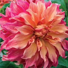 Load image into Gallery viewer, Dahlia &#39;Belle of Barmera&#39; tuber
