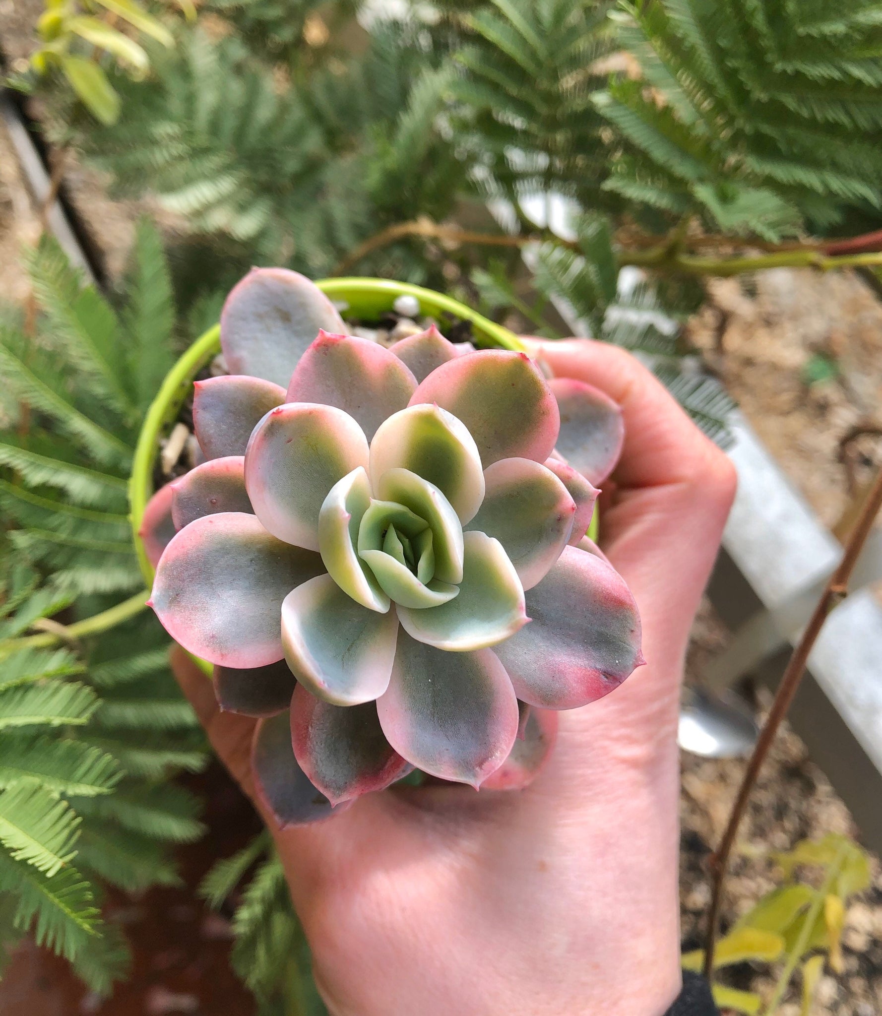echeveria pink succulents Echeveria Pink Vera Variegata