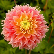 Dahlia 'Kogane Fubuki' tuber - Terrace Garden France