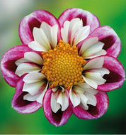Dahlia 'Impression Fabula' tuber - Terrace Garden France
