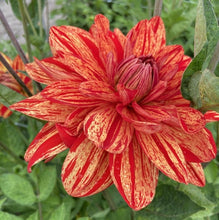 Load image into Gallery viewer, Dahlia &#39;Neo&#39; tuber
