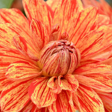 Load image into Gallery viewer, Dahlia &#39;Neo&#39; tuber
