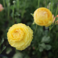 Charger l&#39;image dans la galerie, Ranunculus Friandine &quot;Lemon&quot; - Terrace Garden France
