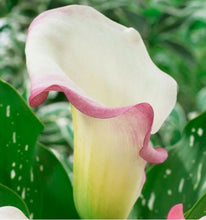 Load image into Gallery viewer, Calla Lily &quot;Crystal Blush&quot;
