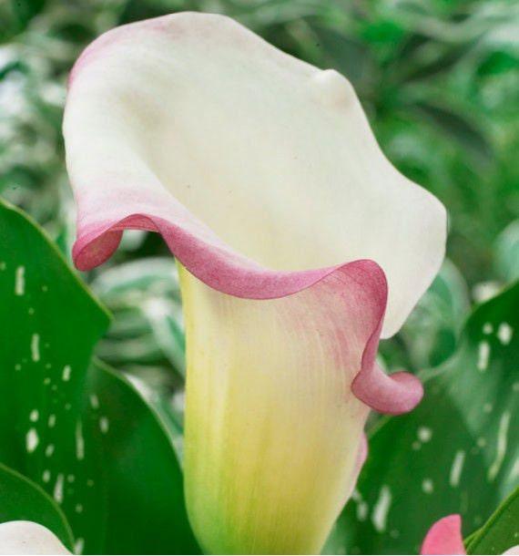 white and pink calla lily Calla Lily "Crystal Blush" (Zantedeschia, Arum Lillies)