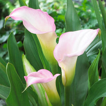 Load image into Gallery viewer, Calla Lily &quot;Crystal Blush&quot;
