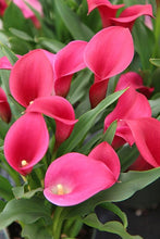 Load image into Gallery viewer, Calla Lily &quot;California Red&quot;
