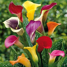 Load image into Gallery viewer, Calla Lily &quot;Rainbox Mix&quot;
