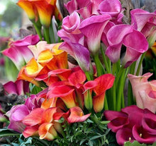 Load image into Gallery viewer, Calla Lily &quot;Rainbox Mix&quot;

