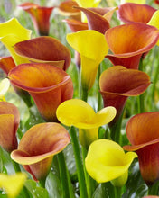 Load image into Gallery viewer, Calla Lily &quot;Warm Tones Mix&quot;
