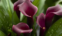 Load image into Gallery viewer, Calla Lily &quot;Macau&quot;
