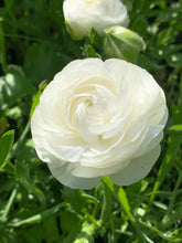 Load image into Gallery viewer, Ranunculus Amandine &quot;Snowflake&quot;
