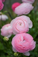 Load image into Gallery viewer, Ranunculus Amandine &quot;Marshmallow&quot;
