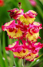 Charger l&#39;image dans la galerie, Gladiolus &quot;Far West&quot; bulbs - Terrace Garden France
