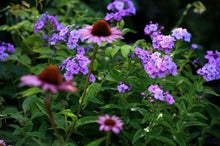 Charger l&#39;image dans la galerie, Phlox paniculata &quot;Lilac Time&quot; roots/bulb - Terrace Garden France
