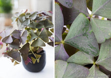 Load image into Gallery viewer, Oxalis Triangularis &quot;Sanne&quot;

