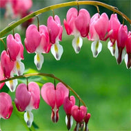 Bleeding Hearts roots/rhizomes (Dicentra spectabilis; Lamprocapnos spectabilis) - Terrace Garden France
