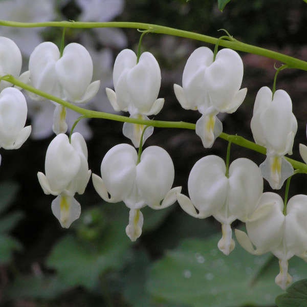 White Bleeding Hearts plant roots/rhizomes (Dicentra spectabilis 'Alba'; Lamprocapnos spectabilis)