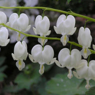 White Bleeding Hearts plant roots/rhizomes (Dicentra spectabilis 'Alba'; Lamprocapnos spectabilis) - Terrace Garden France