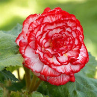 Begonia Picotee 