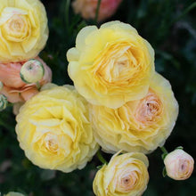 Charger l&#39;image dans la galerie, Ranunculus Friandine &quot;Lemon&quot; - Terrace Garden France
