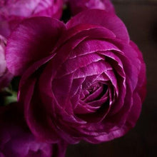 Charger l&#39;image dans la galerie, Ranunculus Amandine &quot;Violet&quot; - Terrace Garden France
