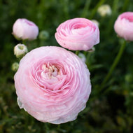 Ranunculus Amandine 