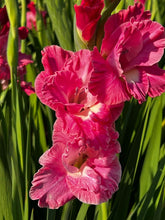 Load image into Gallery viewer, Gladiolus &quot;Pink Parrot&quot; bulbs
