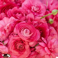 Ranunculus Amandine 