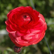 Ranunculus Pauline 