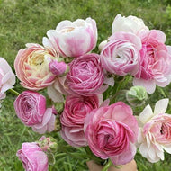 Ranunculus Amandine 