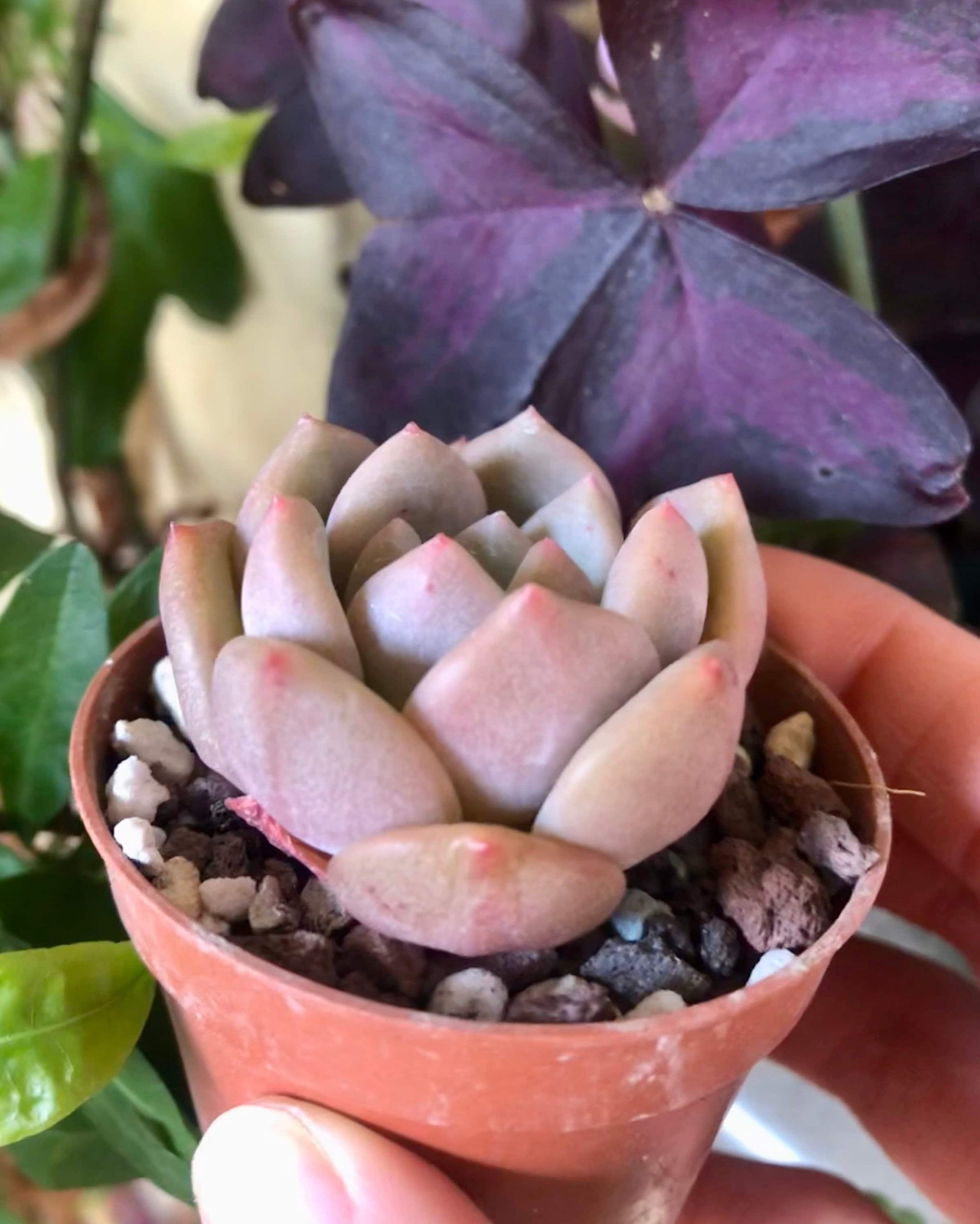 Echeveria Ariel