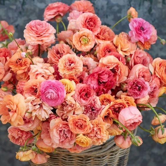 Apricot Ranunculus
