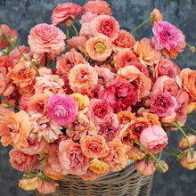 Load image into Gallery viewer, Ranunculus Pauline &quot;Champagne&quot;
