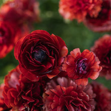Load image into Gallery viewer, Ranunculus Pauline &quot;Chocolate&quot;
