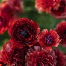 Charger l&#39;image dans la galerie, Ranunculus Pauline &quot;Chocolate&quot; - Terrace Garden France
