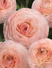 Load image into Gallery viewer, Ranunculus Romance &quot;Plage&quot;
