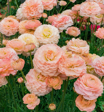 Load image into Gallery viewer, Ranunculus Romance &quot;Plage&quot;
