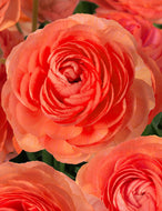 Ranunculus Romance 
