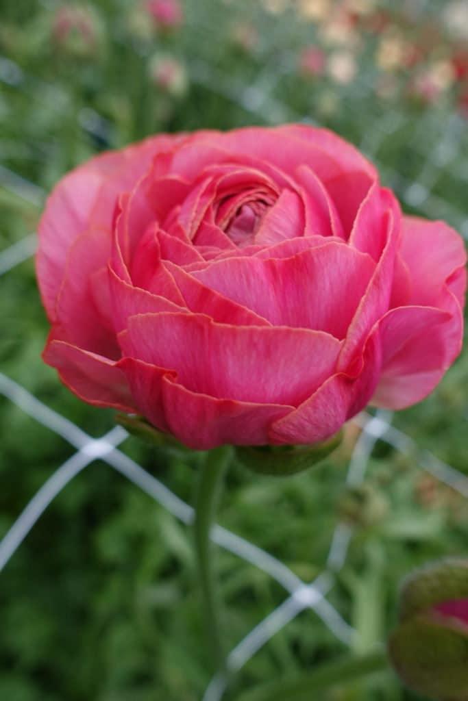Nohant Ranunculus Ranunculus Romance