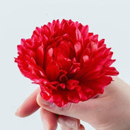 Anemone Fullstar Red - Terrace Garden France