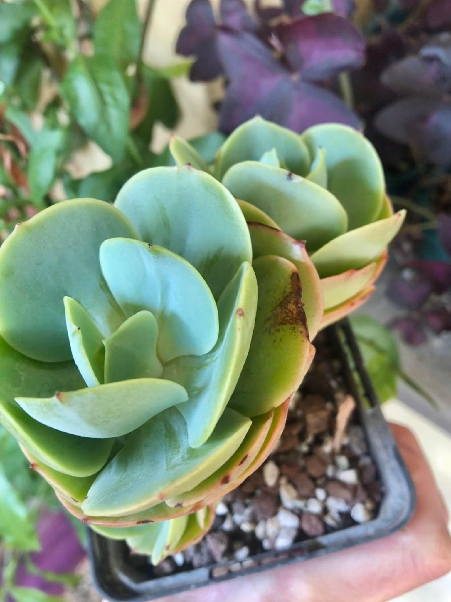 peach pride succulent Echeveria Peach Pride
